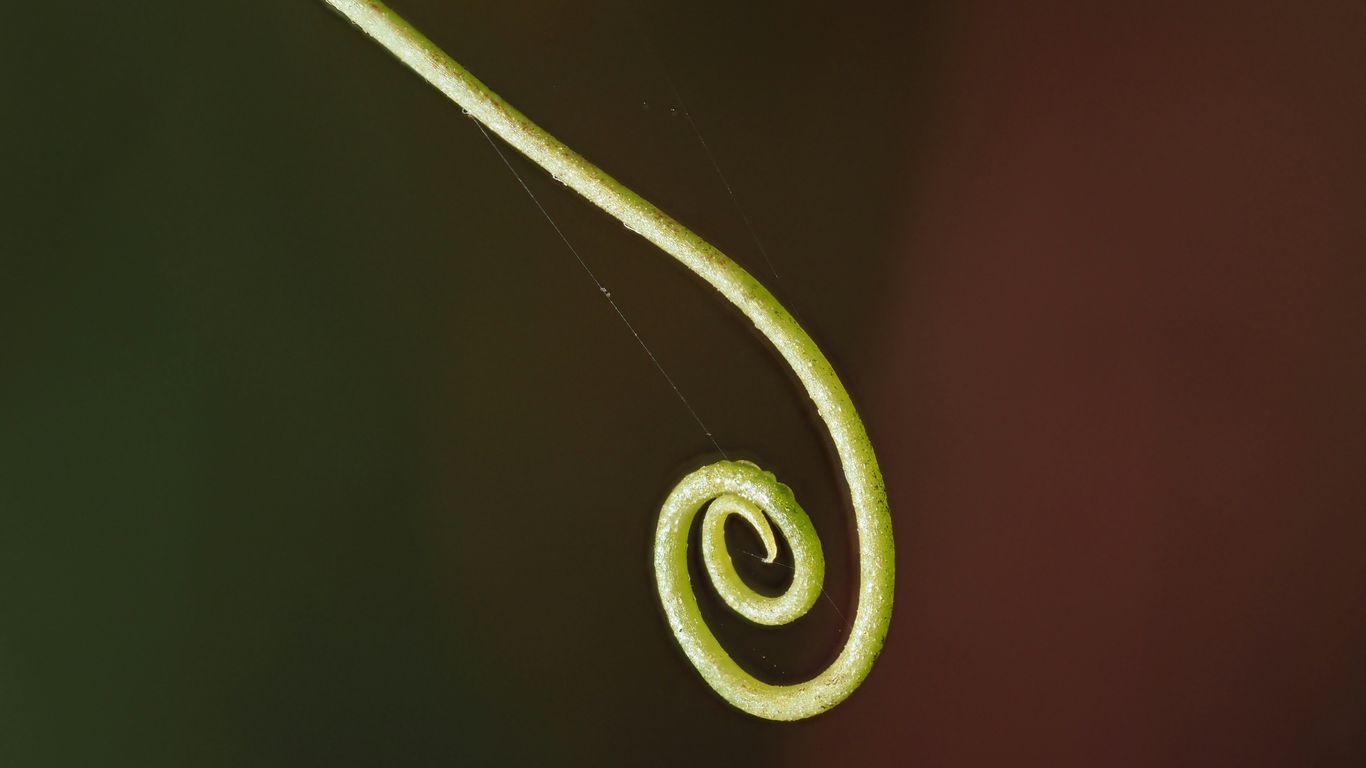 A close up of a green plant with a spiral design on it