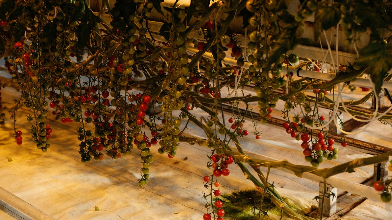 a bunch of red berries hanging from a tree