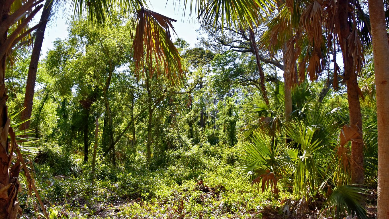 A dense, lush forest scene.