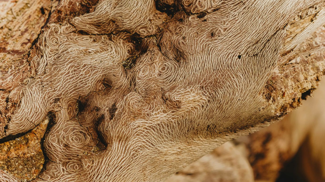selective focus photography of brown rock