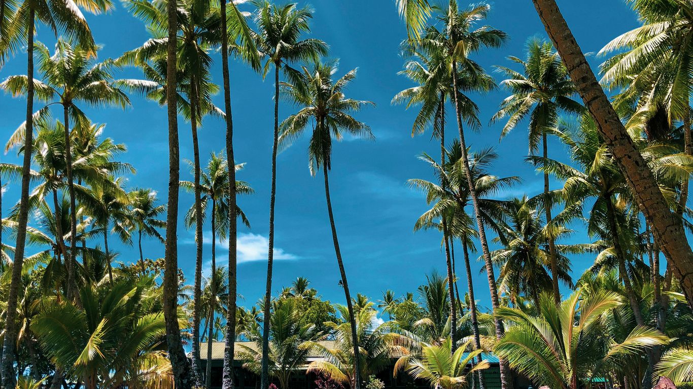 palm trees under blue sky during daytime