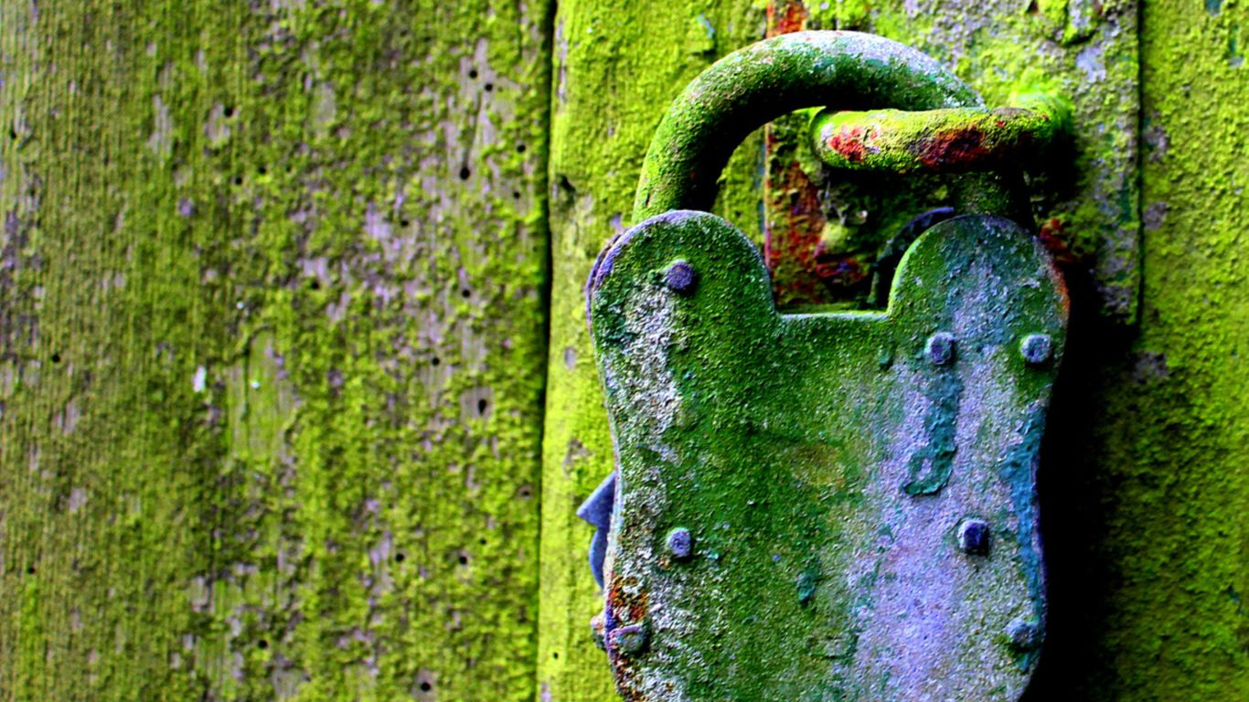 a green snake on a tree
