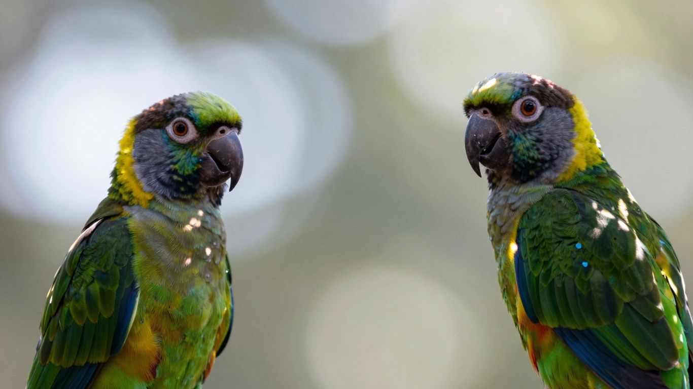 Black Capped Conure perched on a branch.