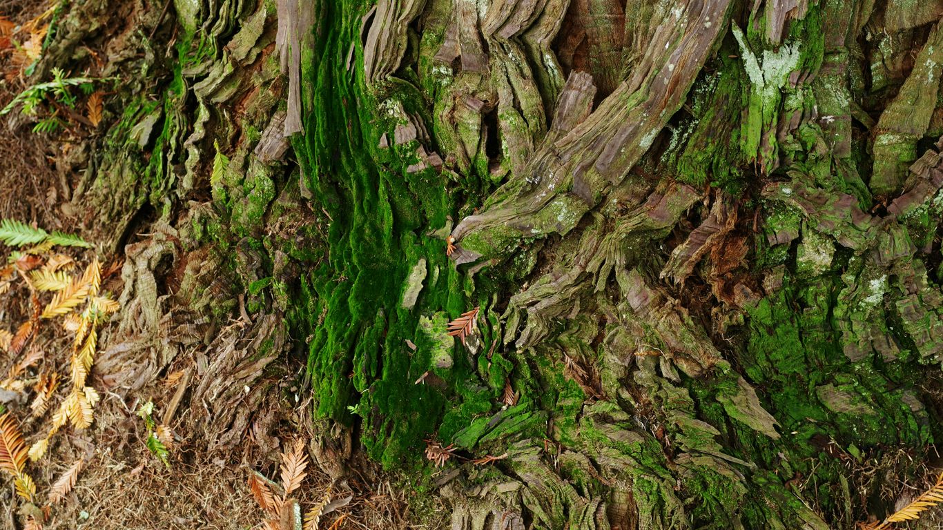 A close up of a tree trunk with moss growing on it