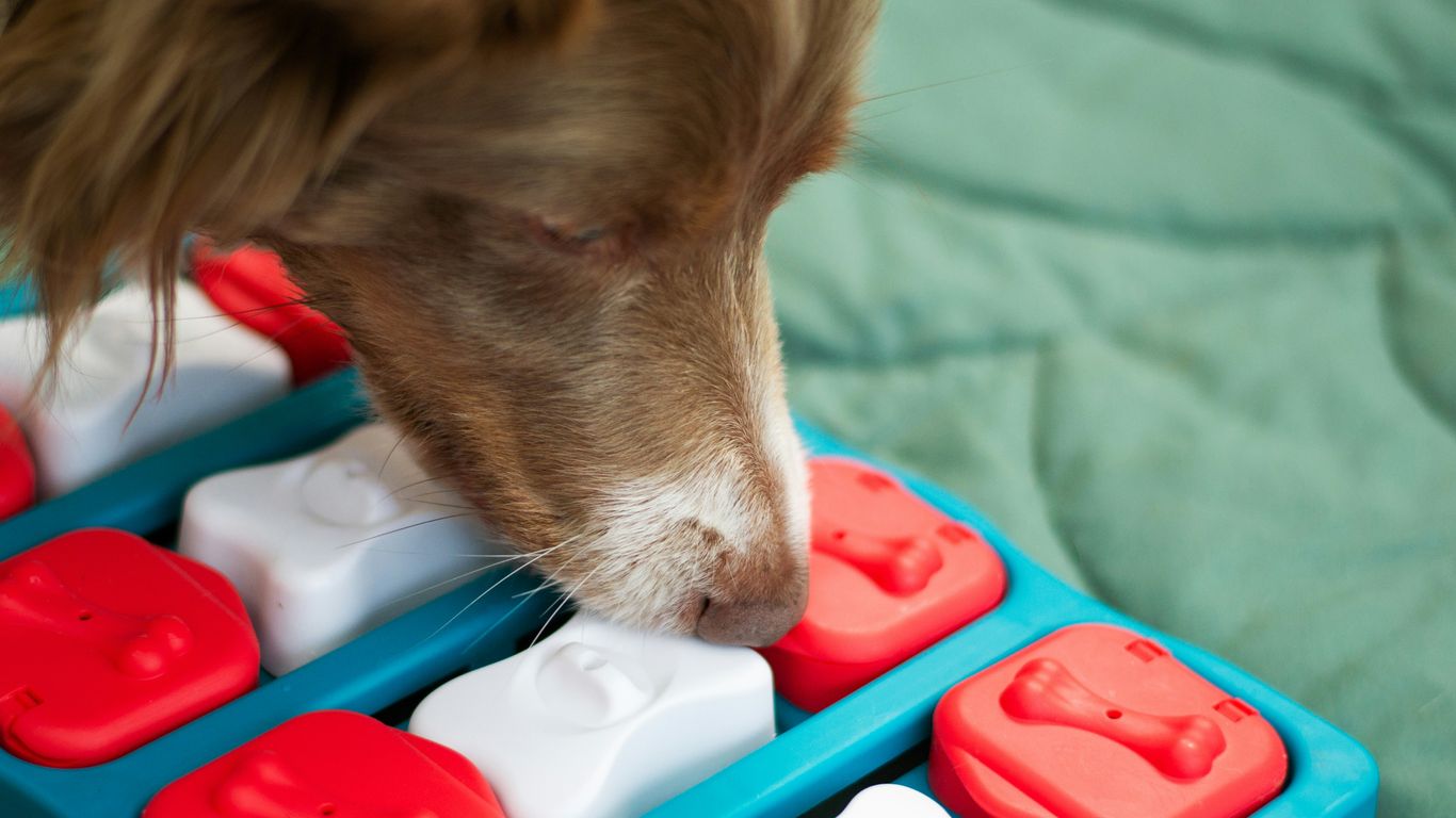 a brown and white dog eating out of a blue and red toy
