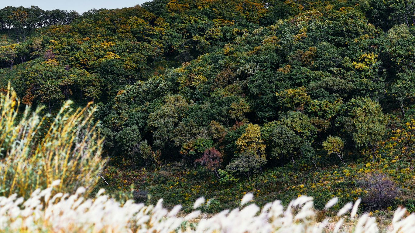 green trees on green grass field during daytime