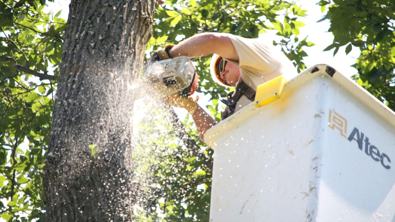 a man is cutting a tree with a chainsaw