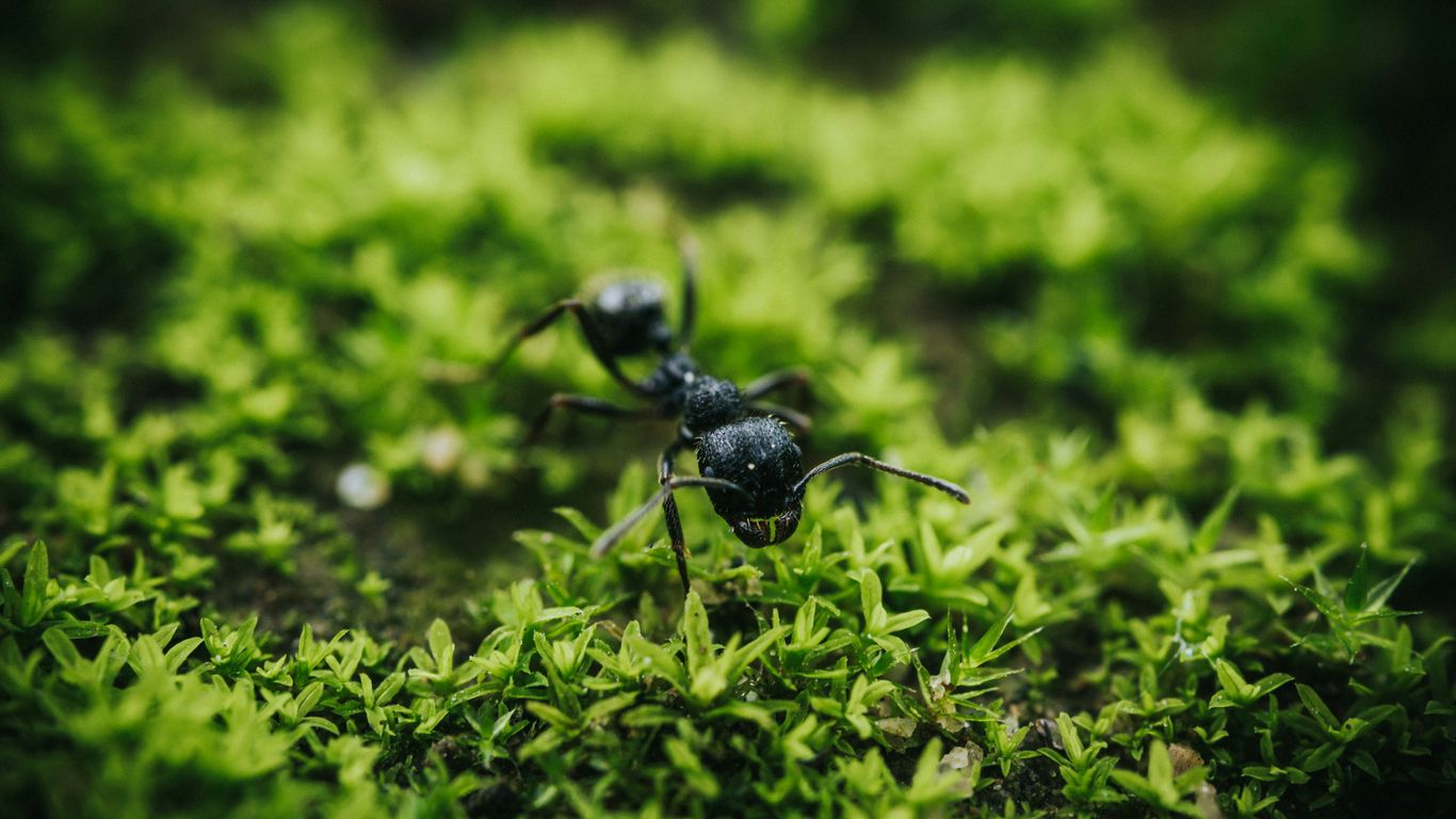 How Ant Infestations Can Damage Your Lawn (and What to Do About It ...