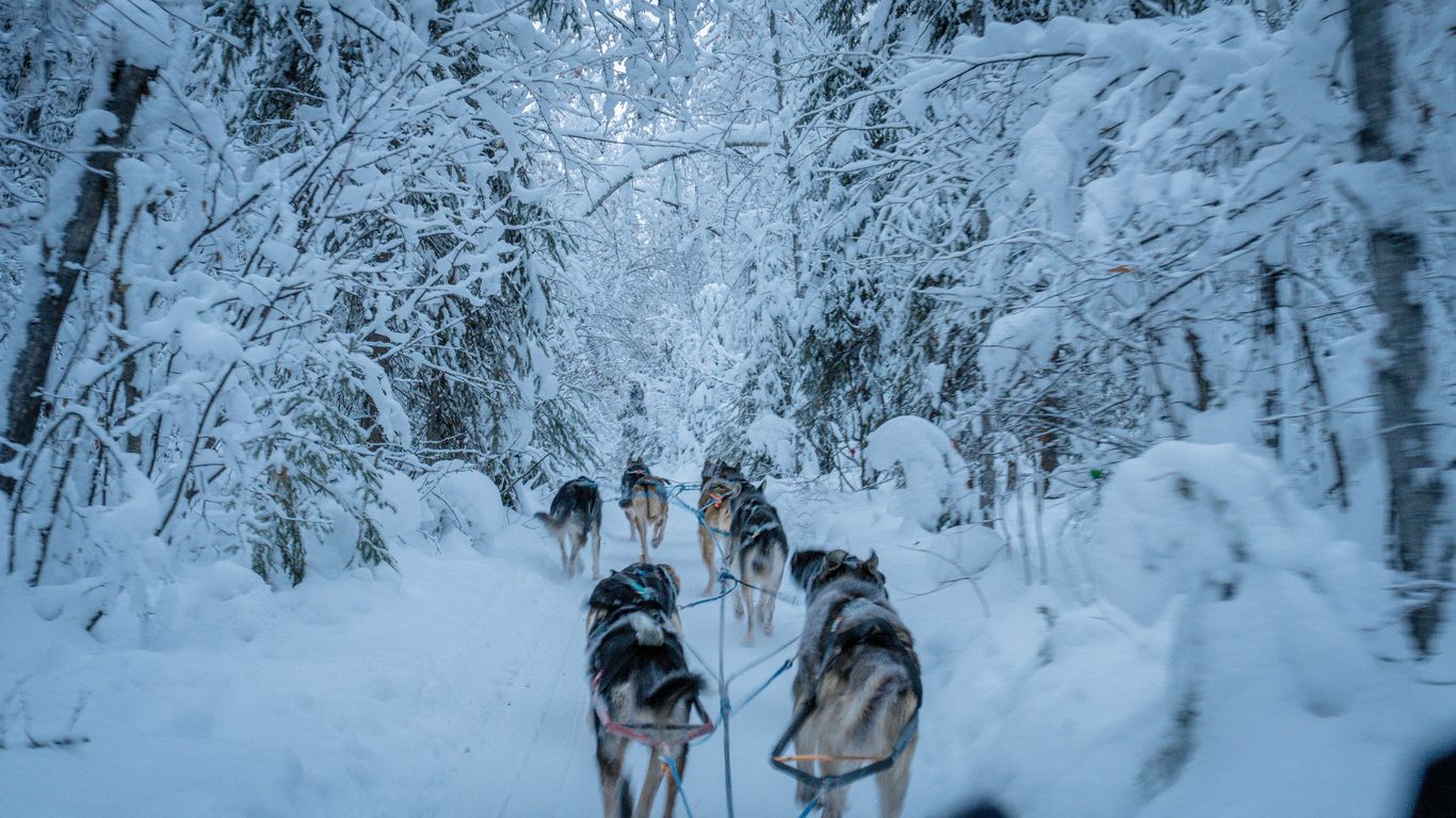 a group of dogs pulling a sled through the snow