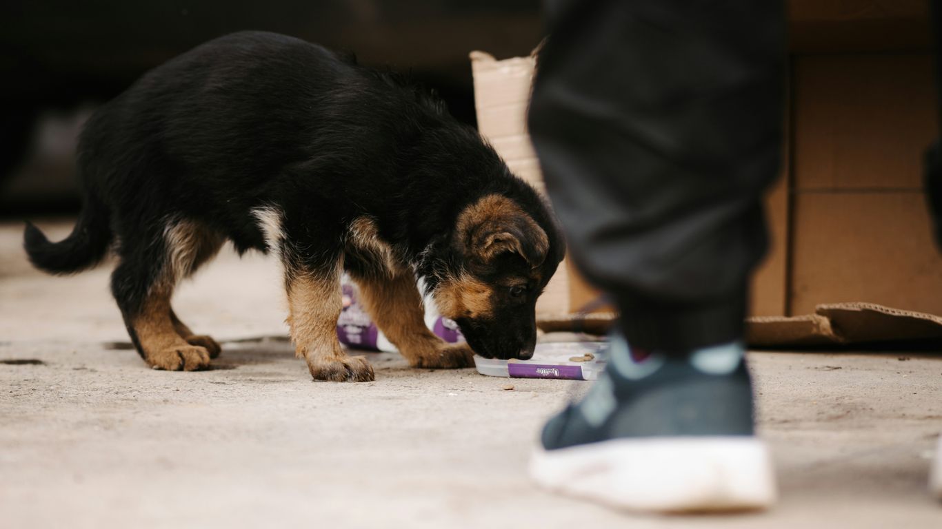 a dog sniffing a purple object on the ground