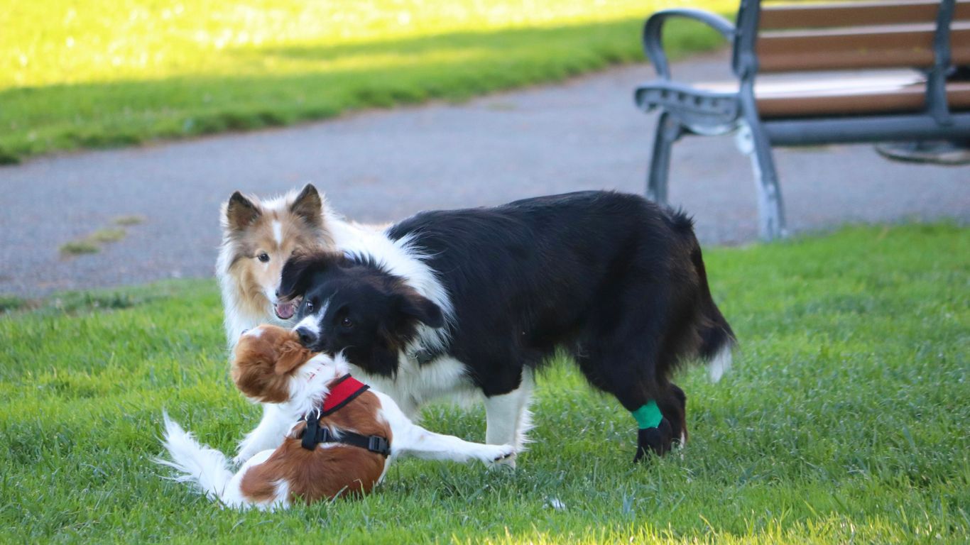 two dogs playing with each other in the grass