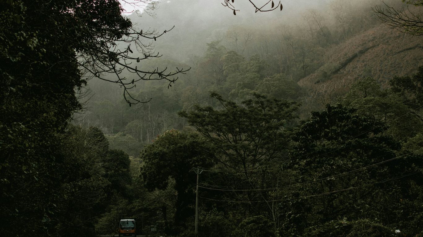 gray car on road near green trees during foggy day