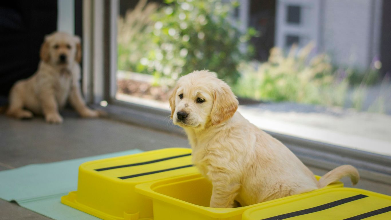yellow labrador retriever puppy in yellow plastic container