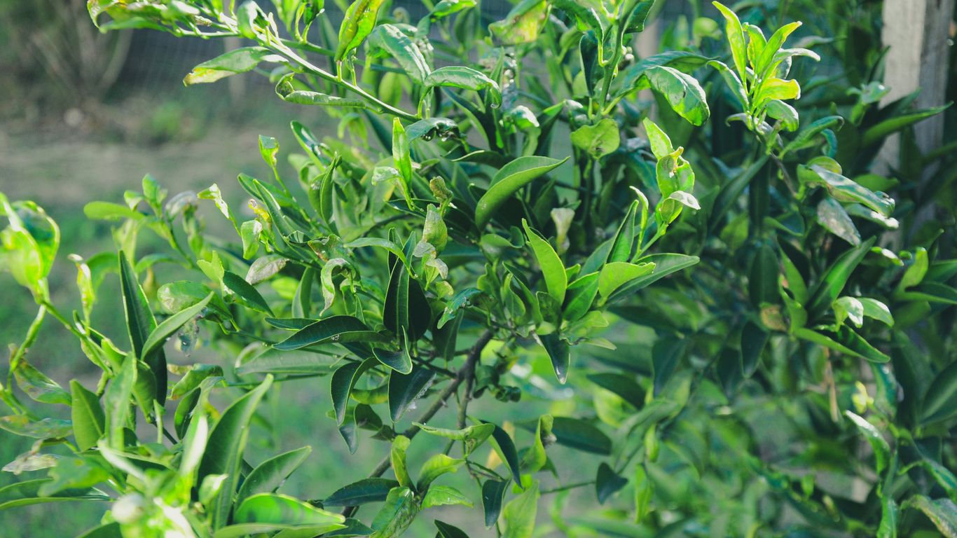 Lush green leaves are growing from a plant.