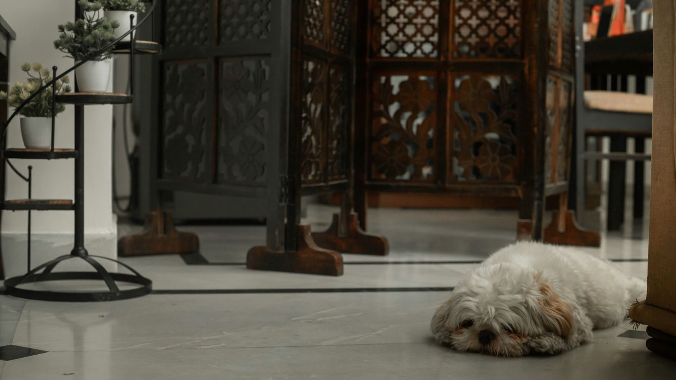 a small white dog laying on the floor