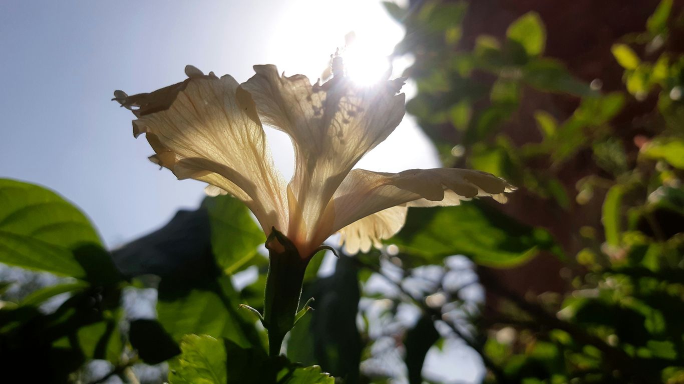 a close up of a flower with the sun in the background