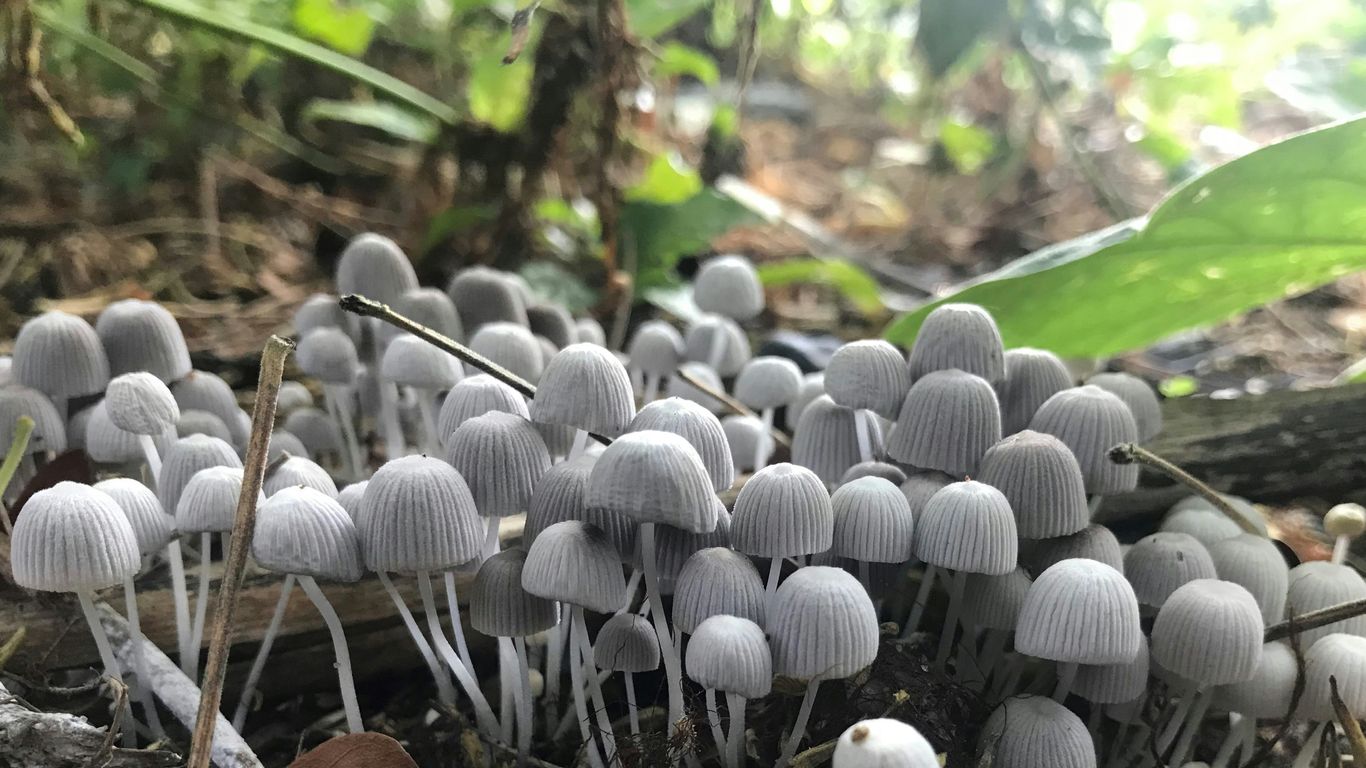 white and gray mushrooms in tilt shift lens
