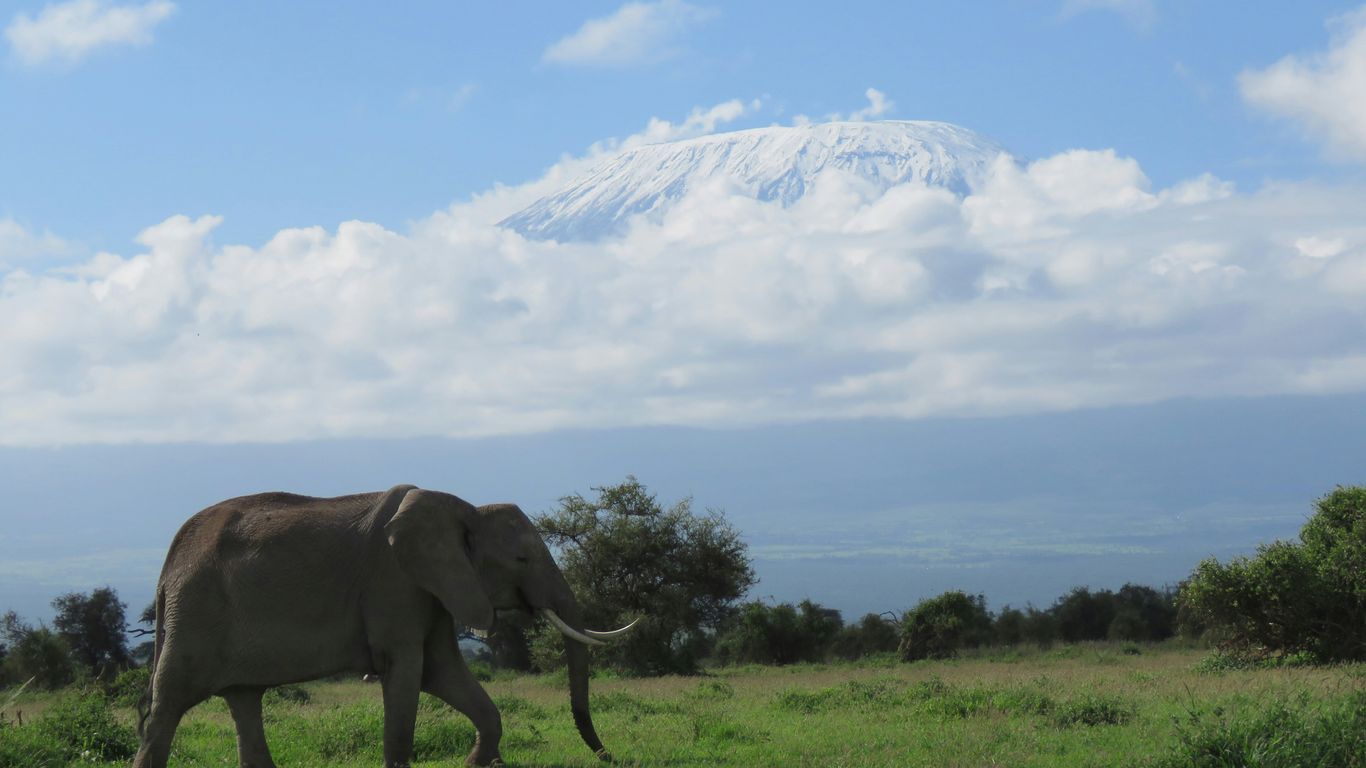 A large elephant walking across a lush green field