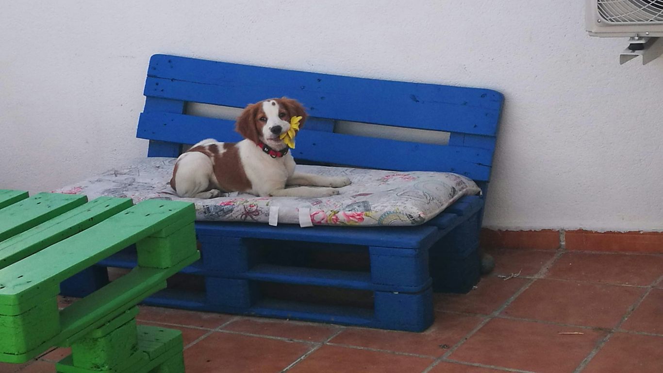 white and brown short coated dog on blue and white bench