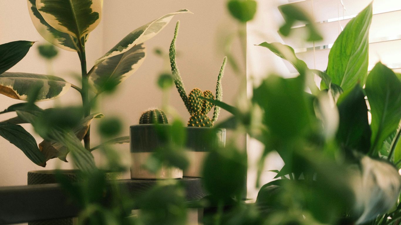 a houseplant in a pot on a table next to a window