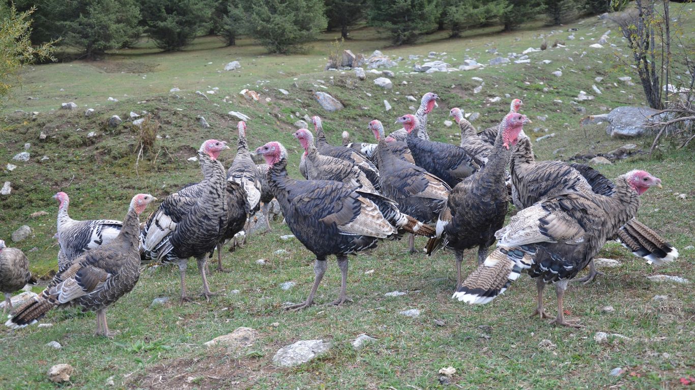 a group of turkeys are standing in a field