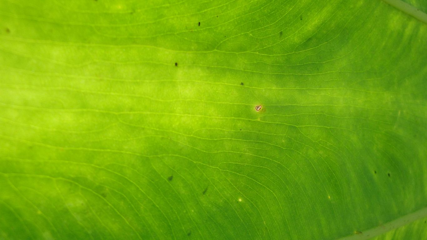 a close up view of a green leaf
