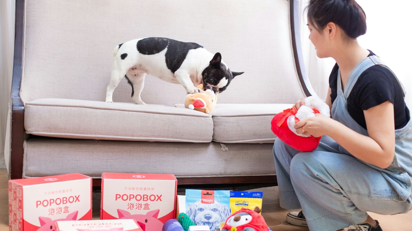 Dog gets a toy from a box with its owner.