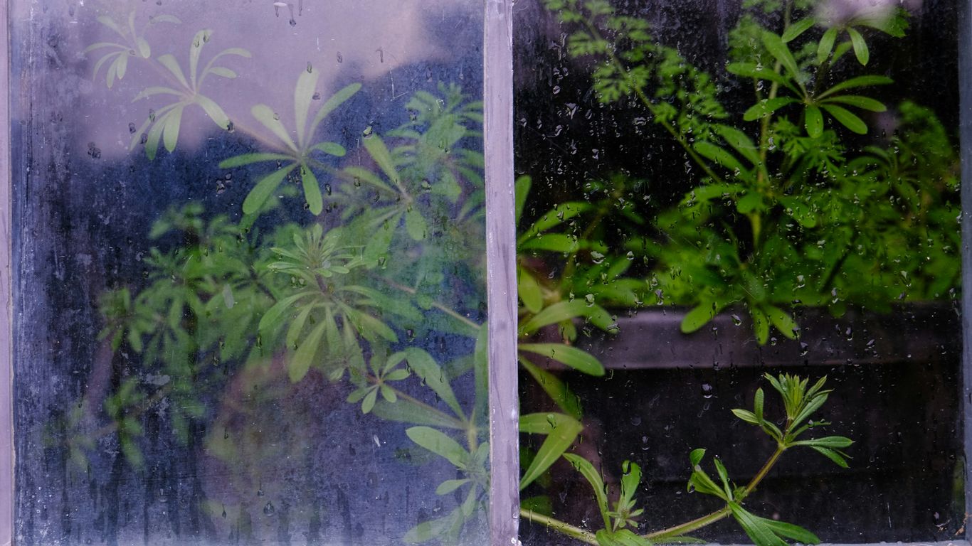 a window that has some plants in it