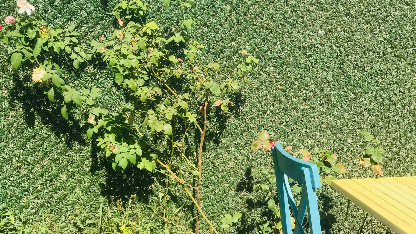 blue wooden chair on green grass field