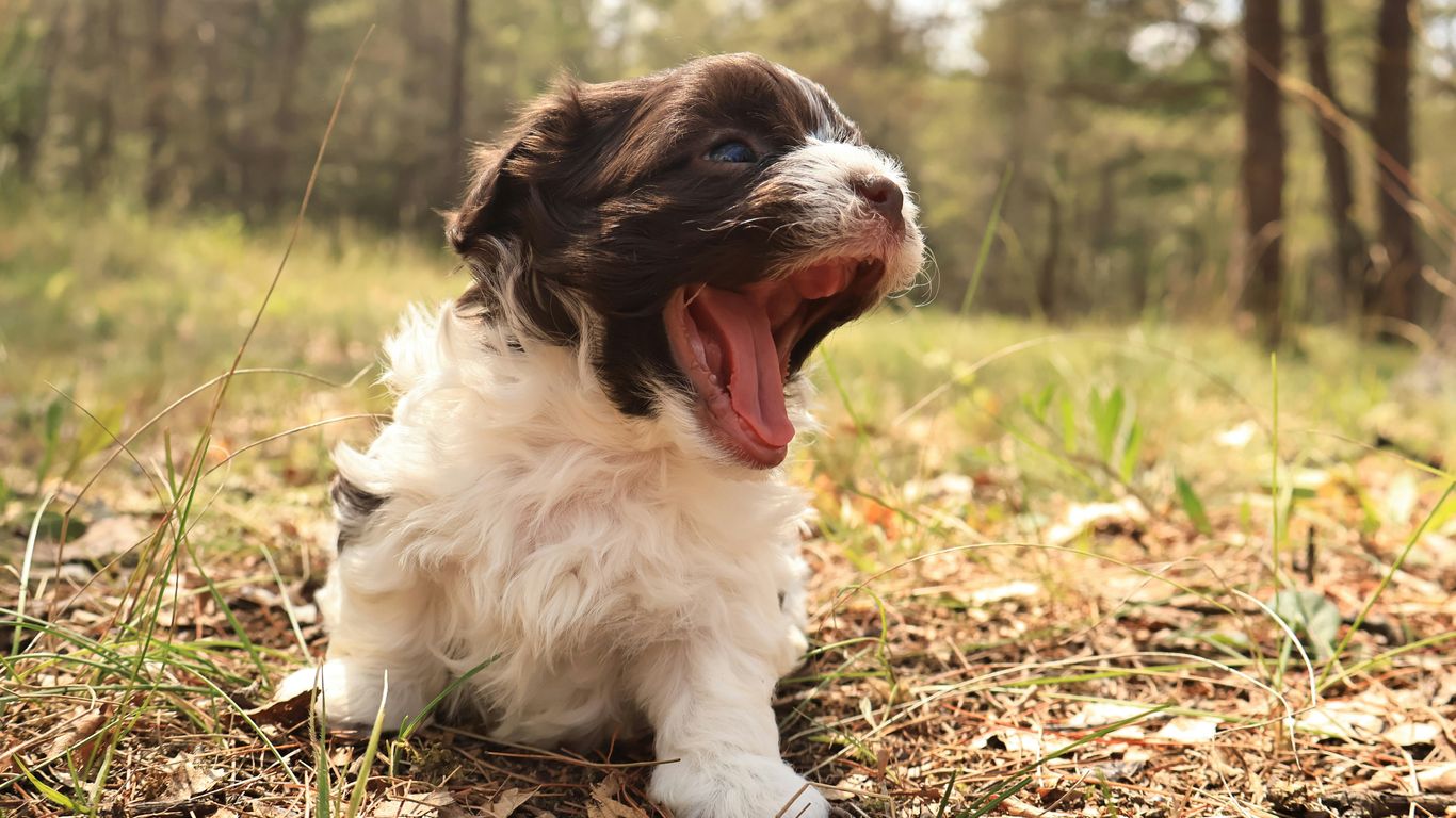 a dog yawns while sitting in the woods