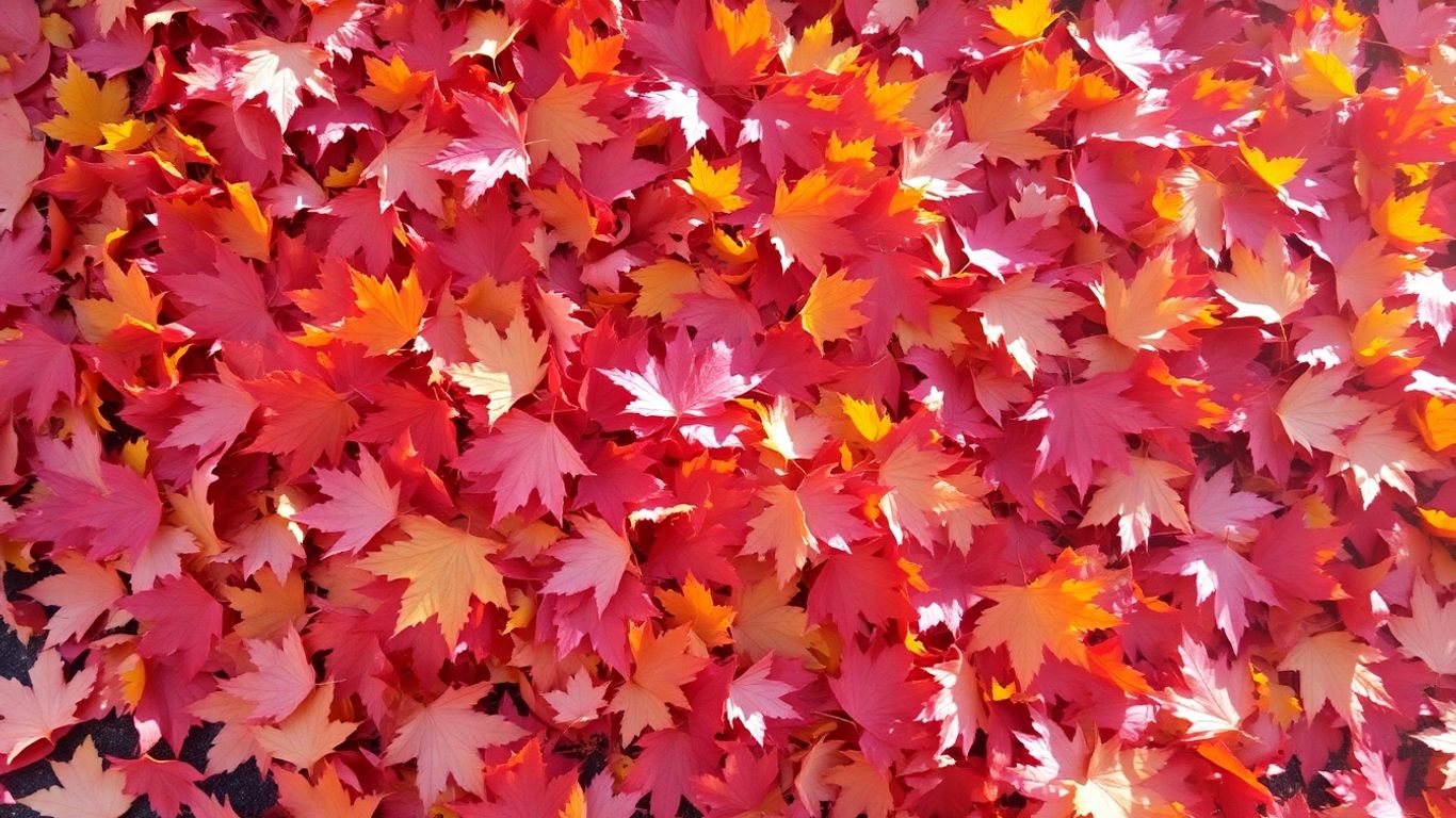 Bunter Haufen Herbstlaub im Sonnenlicht