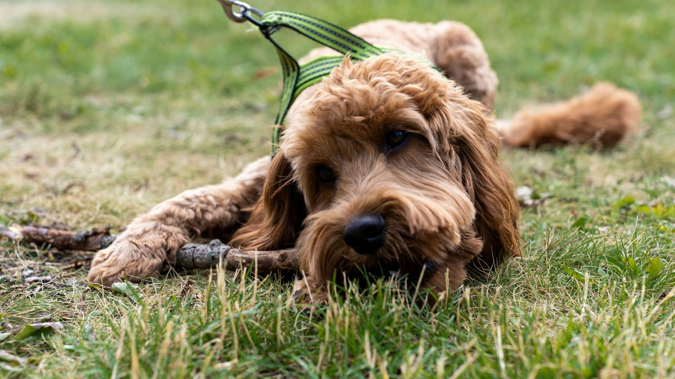 a brown dog laying on top of a lush green field