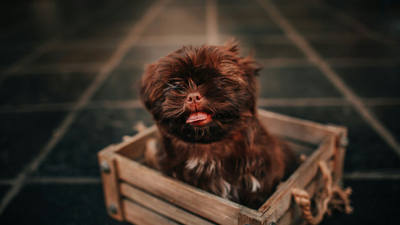black and brown long coated small dog on brown wooden crate