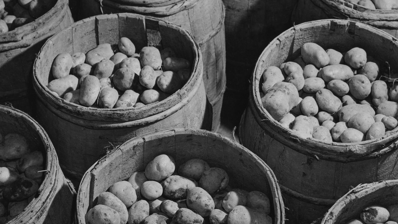 potato harvest and storage