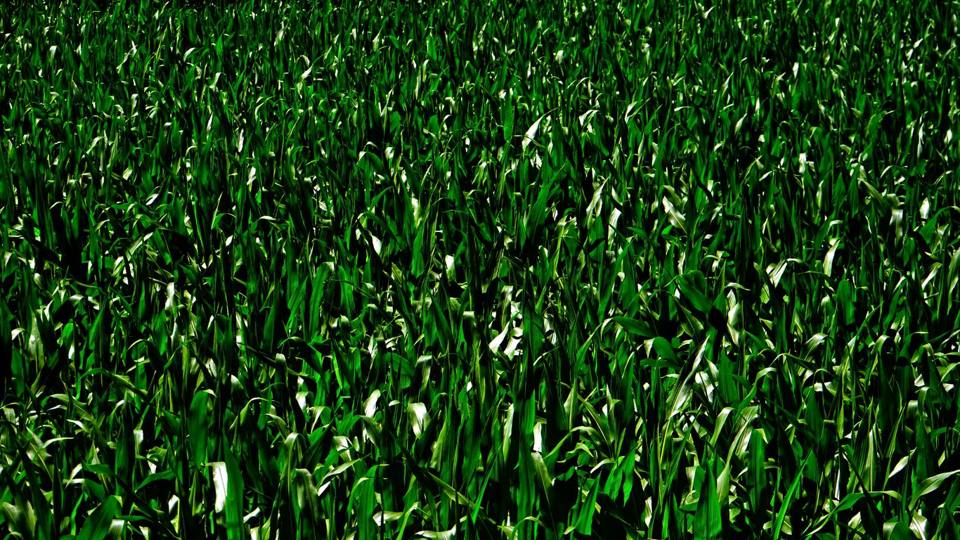 a close-up of some grass