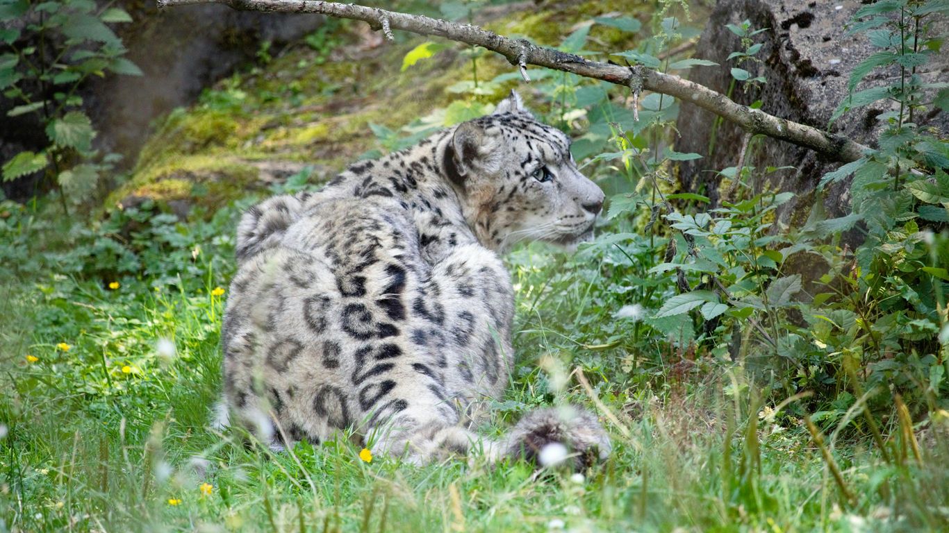white and black leopard on green grass during daytime