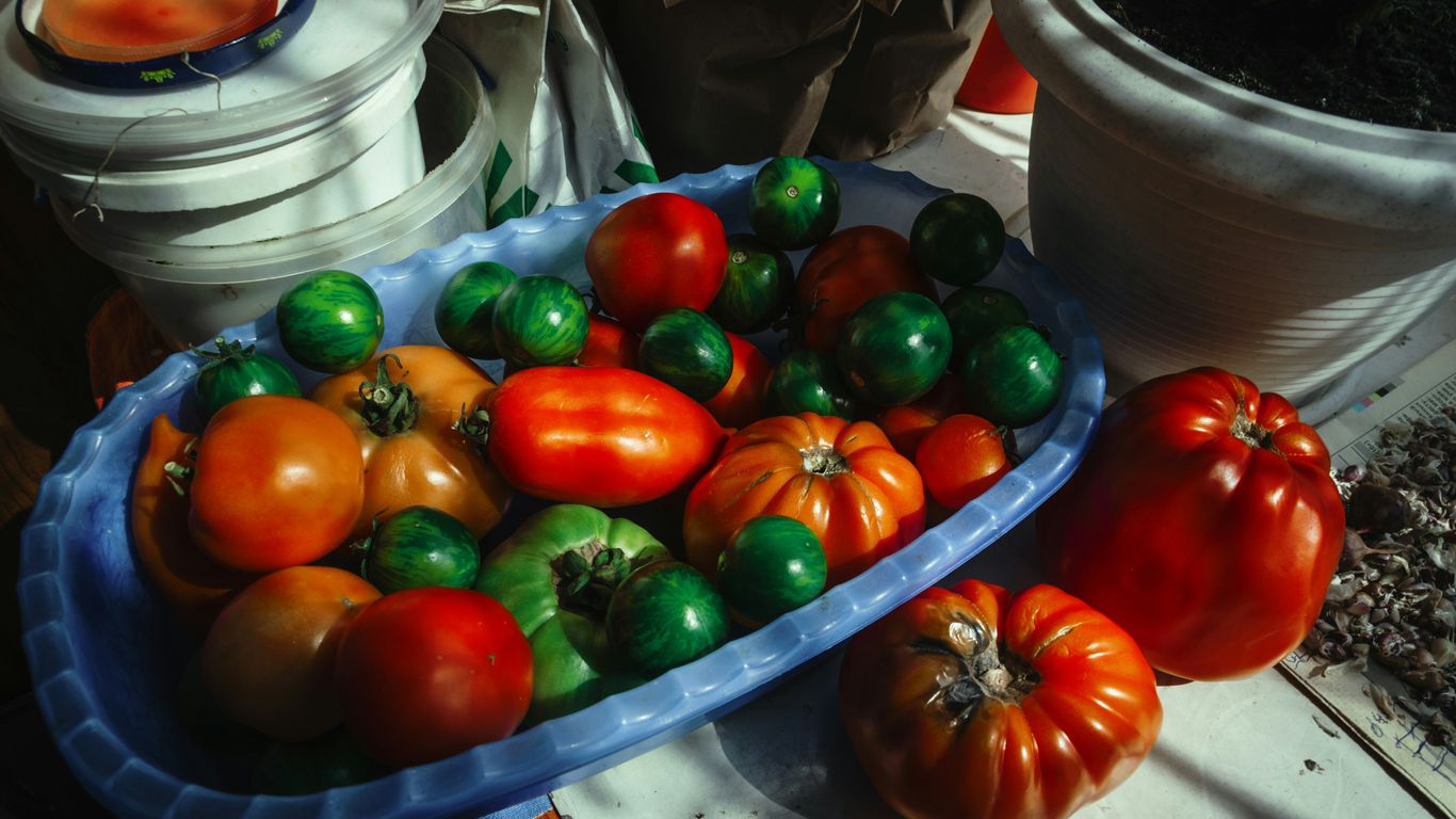 red and green bell peppers on blue ceramic bowl