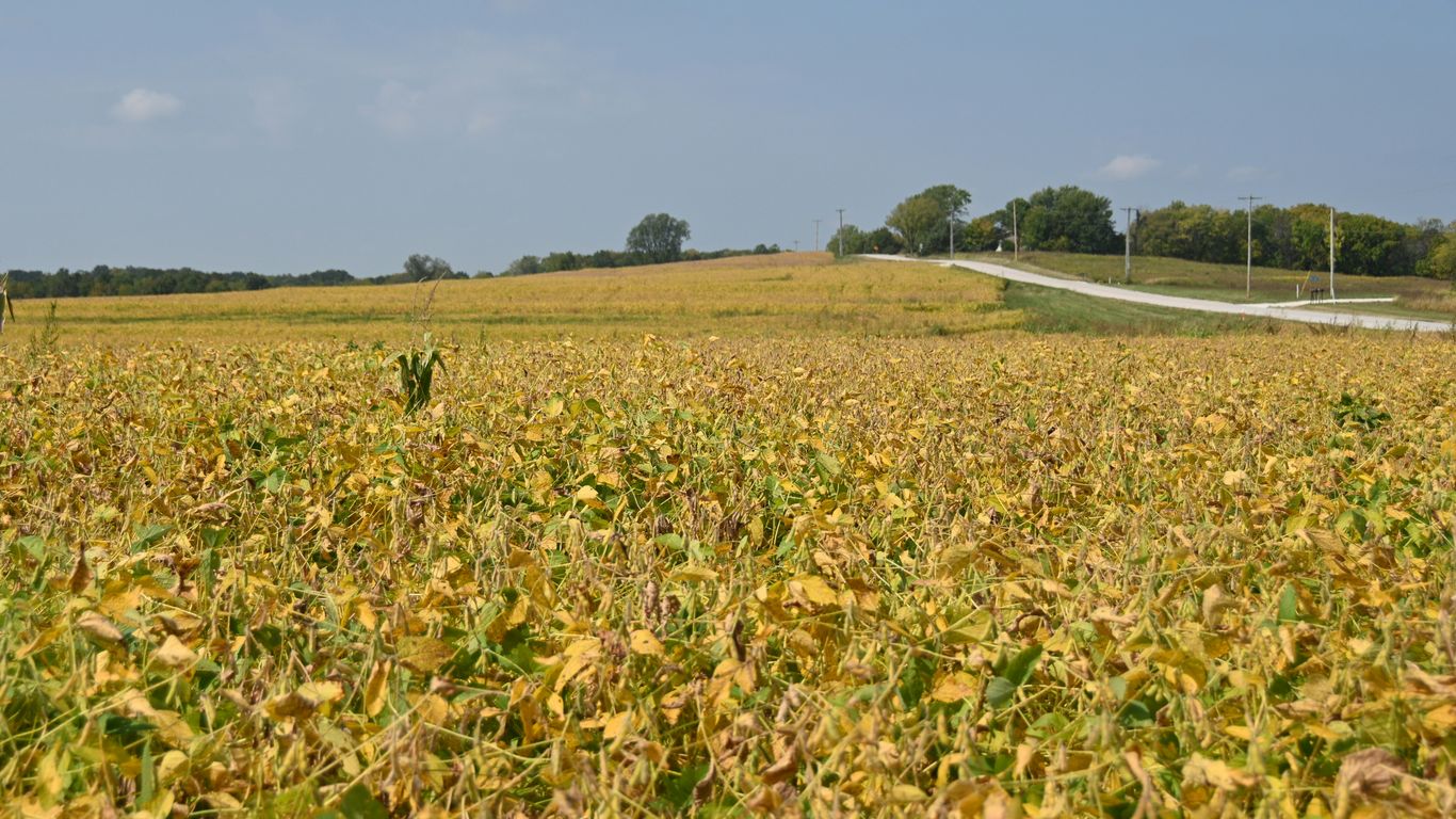 a field of corn with a road in the background