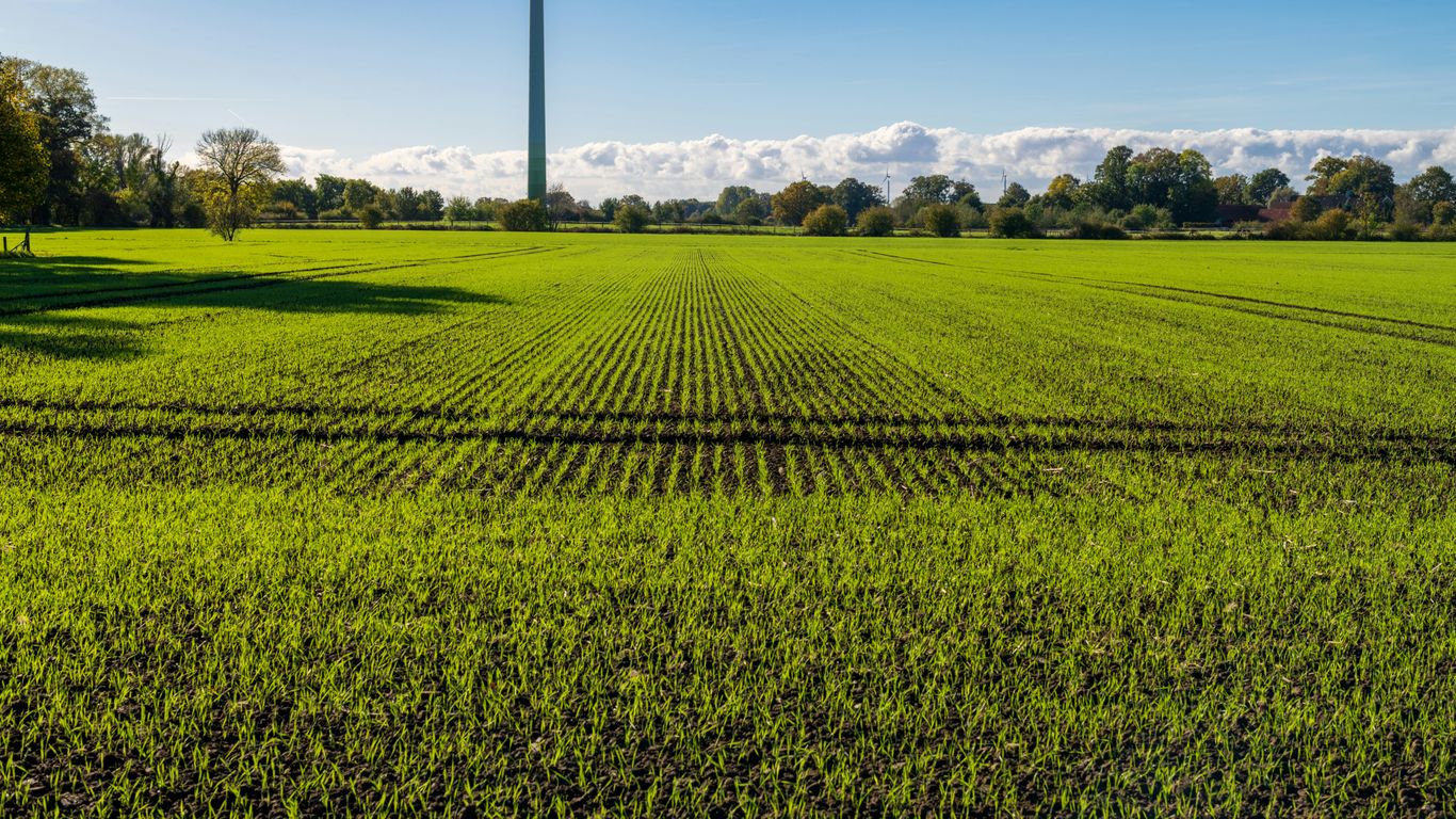 Rows of green crops stretch towards a distant wind turbine.