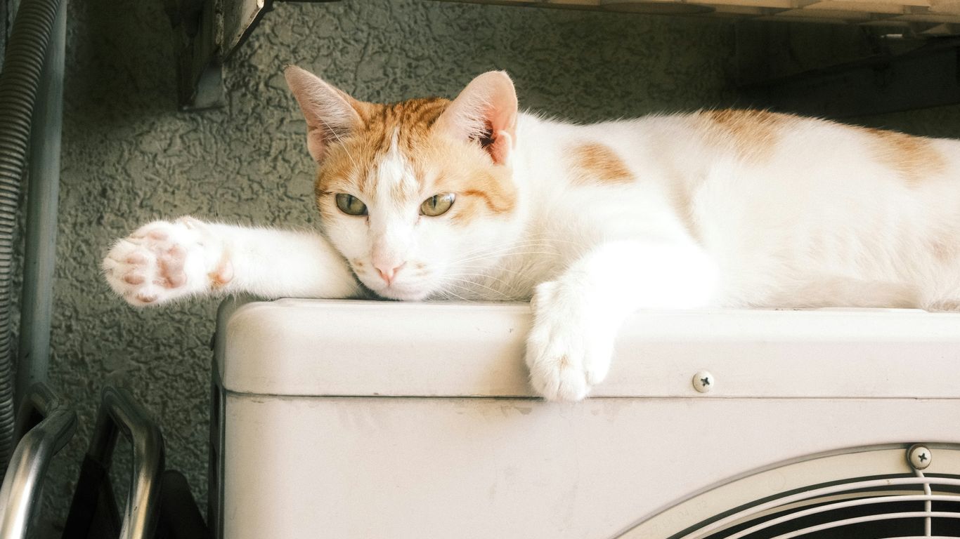 an orange and white cat laying on top of a dryer