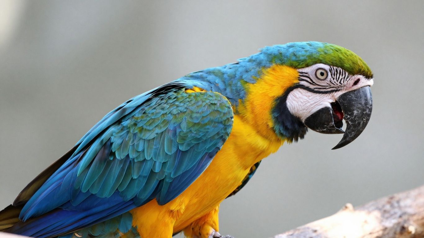 A colorful Hahns Macaw perched on a branch.