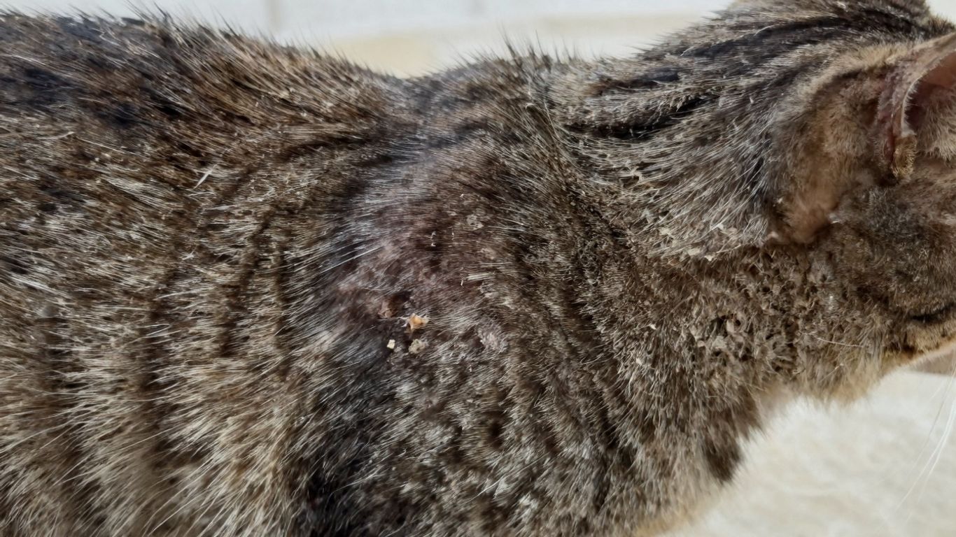Cat with dry, flaky skin and dandruff visible in fur.