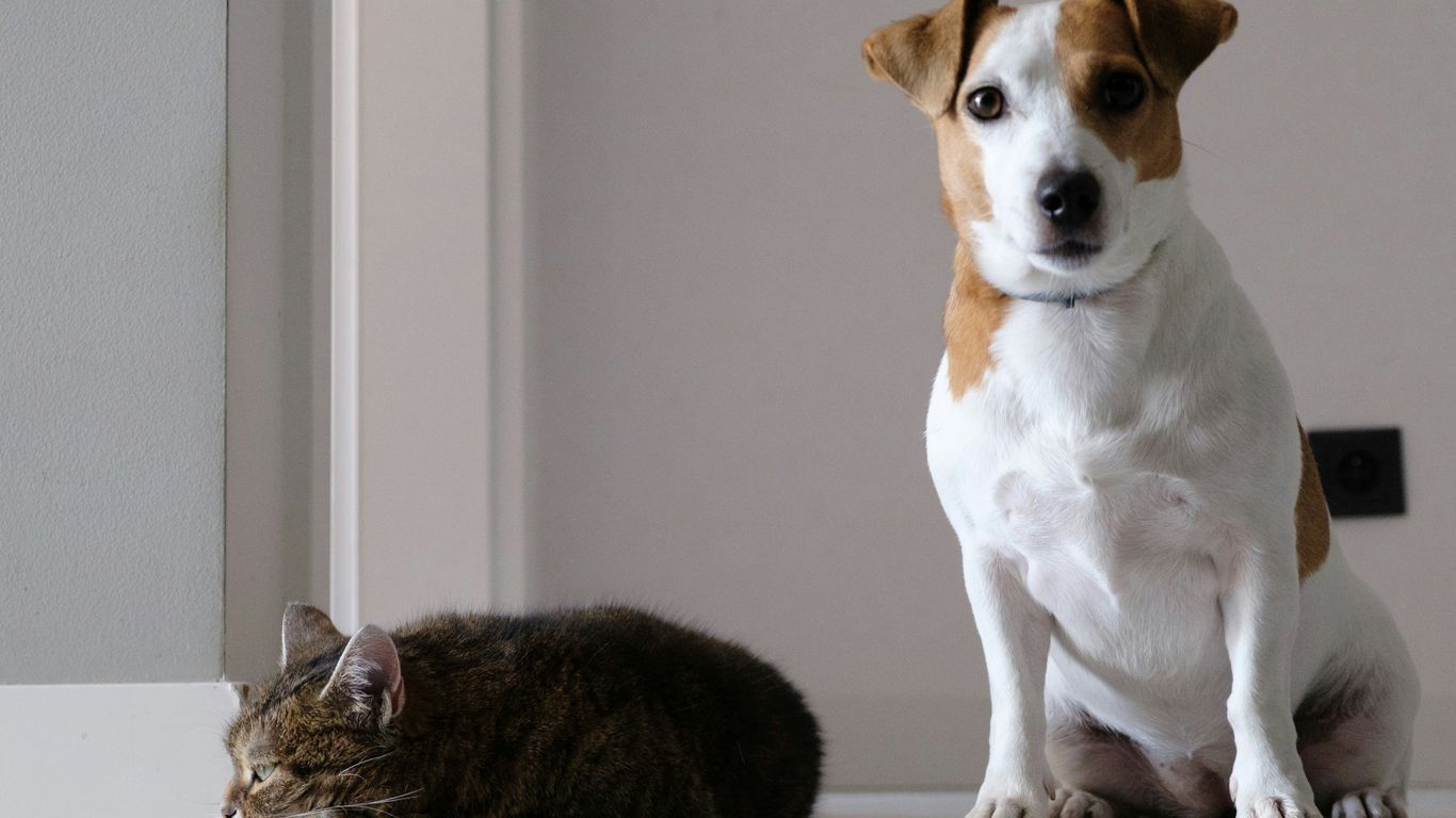A dog and a cat sitting on the floor