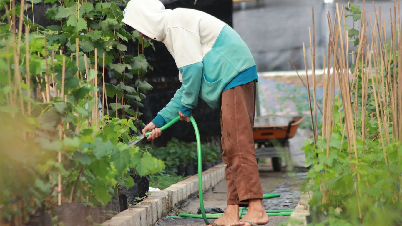 A woman is watering plants in a garden