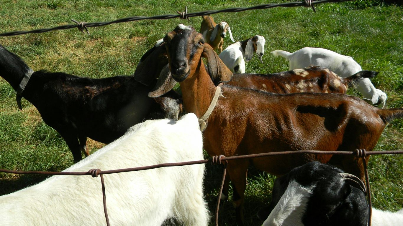 a group of goats in a fenced in pasture