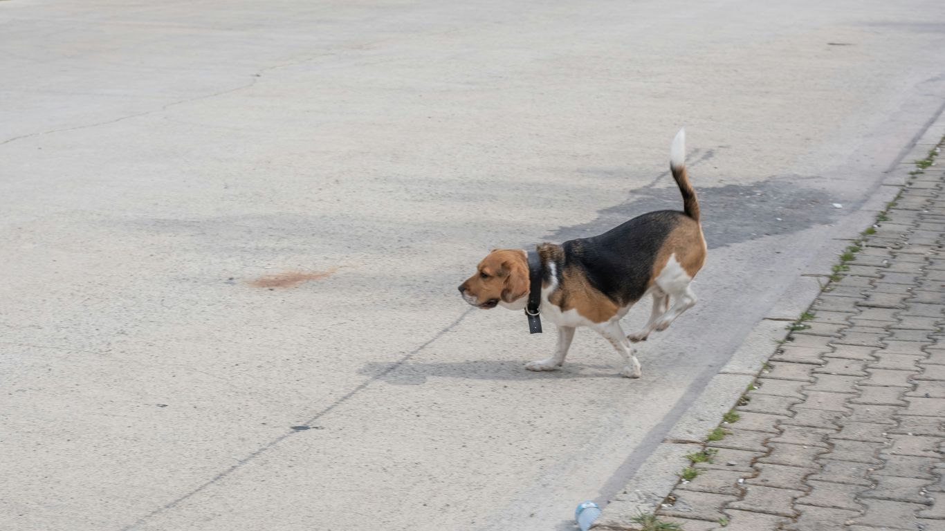 a beagle dog walking down the street with a leash
