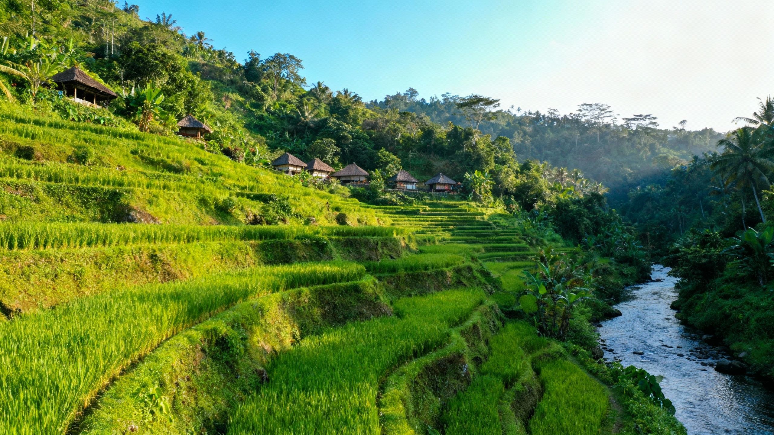 Lush green rice terraces cascading down a hillside in Bali.