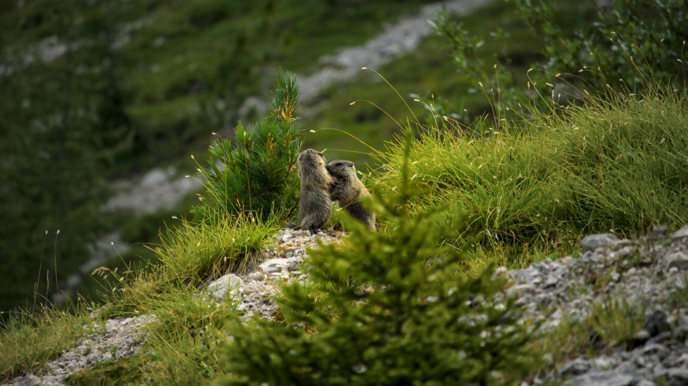 Two marmots on a grassy mountain slope