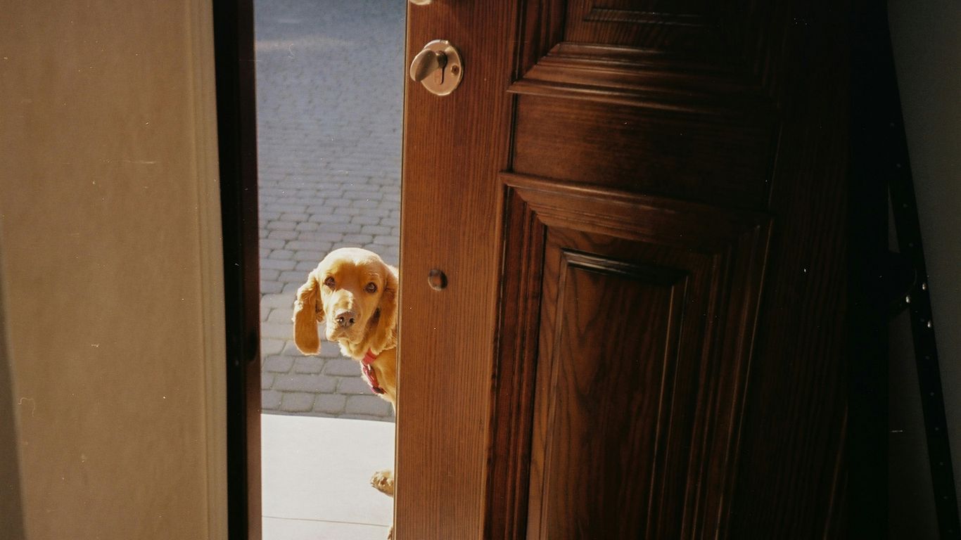 brown and white short coated dog on white ceramic floor tiles