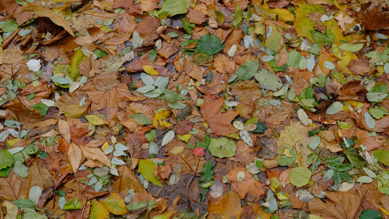 a bunch of leaves that are on the ground